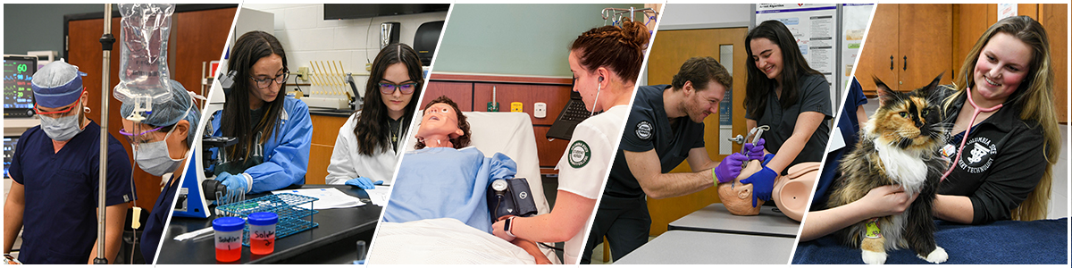 Health Science students working in their respective fields