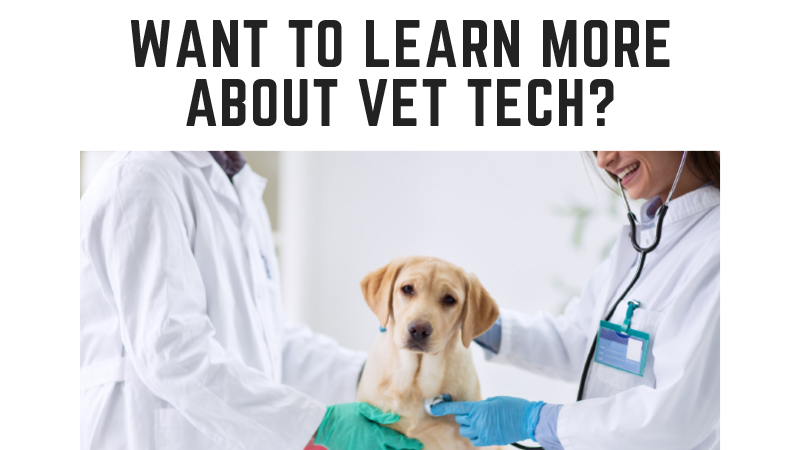 Vet Tech Info Session