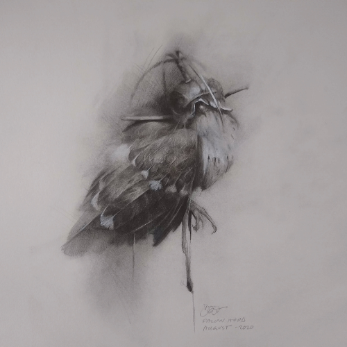 pencil drawing of a bird